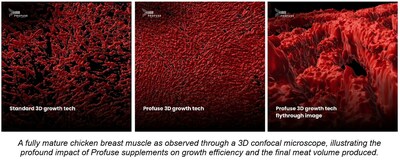 A fully mature chicken breast muscle as observed through a 3D confocal microscope, illustrating the profound impact of Profuse supplements on growth efficiency and the final meat volume produced.