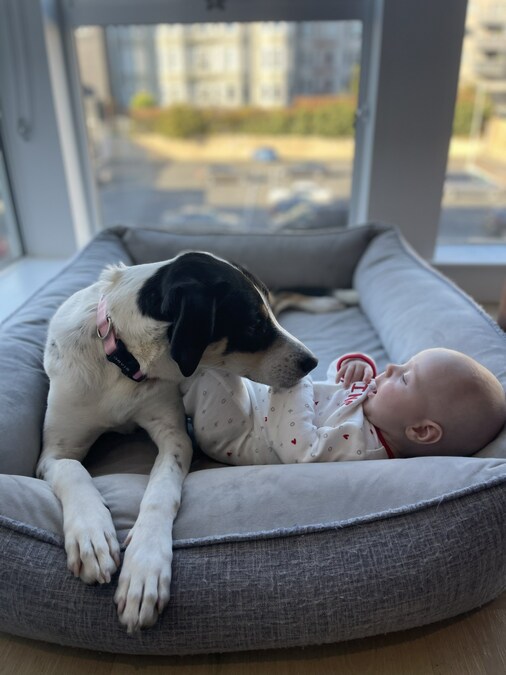 Introducing a New Baby to the Family Dog - Courtesy of Leashrr, the Leash Designed Especially for Moms-to-be and New Moms - Vimarsana News