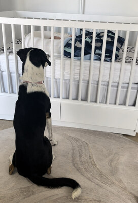 Introducing a new baby to the family dog requires thoughtful planning, patience, and understanding to ensure a harmonious integration. Tips and tricks from Leashrr, the leash designed especially for moms-to-be and new moms.