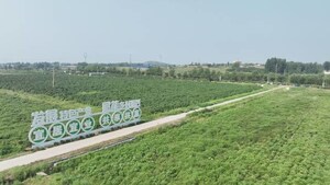 Xinhua Silk Road: Traditional Chinese Medicinal herb farming boosts rural revitalization in Zaozhuang city, E.China's Shandong
