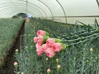 East African Magical Farms (EMF), with support from AgDevCo, to expand carnation production hub in Kenya.