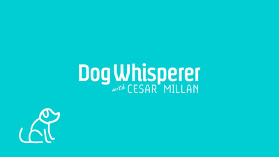 Cineverse reveals new "Dog Whisperer" logo and branding refresh.