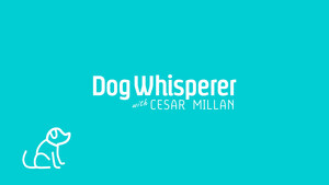 Cineverse to Refresh 'Dog Whisperer Channel' with New Logo and Branding