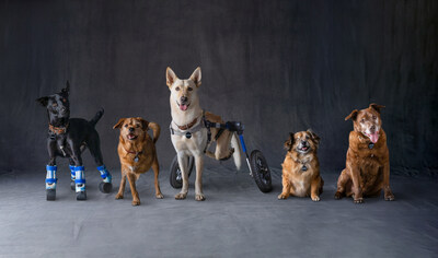 Throughout October and on #MakeADogsDay (October 22), Subaru and participating retailers will once again join forces with local shelters to unite animals with loving homes, with a special focus on “Underdogs” – the senior, physically challenged, or otherwise unique dogs who often wait the longest to be adopted.