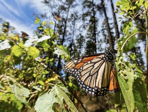 Rémy Cointreau Americas se asocia con WWF México para proteger a la mariposa monarca en América
