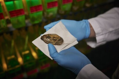 Dr. Michael Metzger examines a clam in his lab at PNRI.