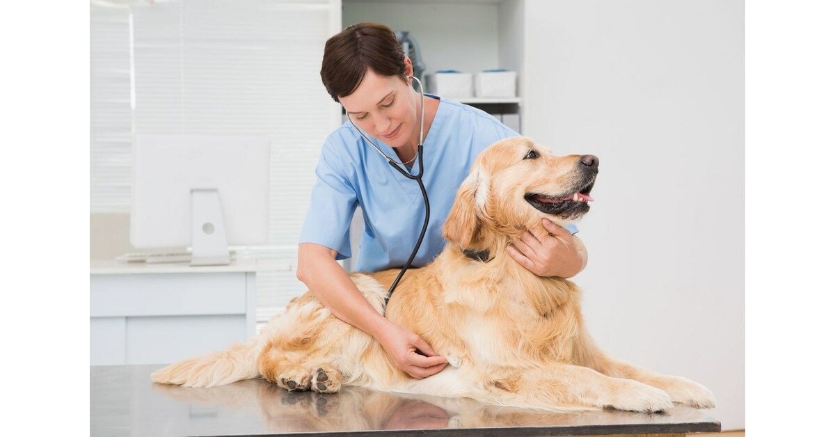 Celebrate National Pet Wellness Month in October with Wellness & Mobility Tips from YuMOVE, Joint Supplements for Dogs Celebrate National Pet Wellness Month in October with Wellness & Mobility Tips from YuMOVE, Joint Supplements for Dogs