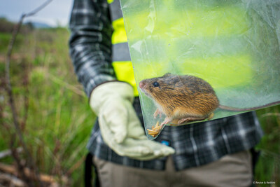 An endangered Preble's meadow jumping mouse (Zapus hudsonius preblei) captured during a population survey. Before the mouse was released, a small skin sample was collected for genome sequencing and biobanking as part of a new initiative to protect U.S. endangered species | Kika Tuff, Revive & Restore