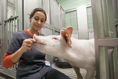 VMX offers sessions for every veterinary professional including “Everything by the Oink: A Quick Guide to Common Procedures and Protocols in Pigs”