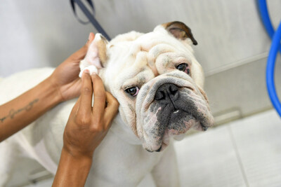 Scenthound provides routine hygiene services for dogs through their membership-based model, including monthly bathing, ear cleaning, nail trimming, and teeth brushing.