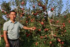 From Neglect to Harvest: apple orchard revived in Bijie's small village