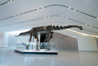 The Museum's iconic sauropod Haplocanthosaurus delfsi, affectionately known as 