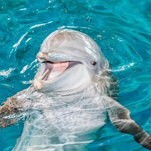 Clearwater Marine Aquarium First Aquarium to Join zoolife Partnership