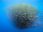 Swarm Intelligence is the reason birds flock, bees swarm, and fish school.