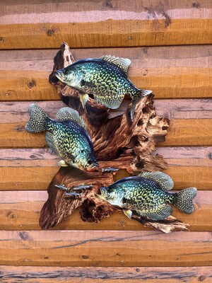 Reelistic Replicas Makes New Waves - Going Beyond Traditional Taxidermy to Lifelike Fish Art in Stunning Laser-Cut Metal
