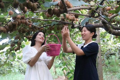 La foto muestra a los turistas recogiendo kiwis en una planta de kiwis en la aldea Chengxia de la ciudad de Chian, en el condado de Fengxin. (Foto de Deng Jiangang) (PRNewsfoto/Xinhua Silk Road)