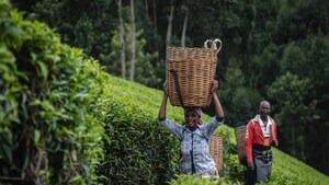 CGTN : Diffusion du thé et de sa culture le long de la route de la soie