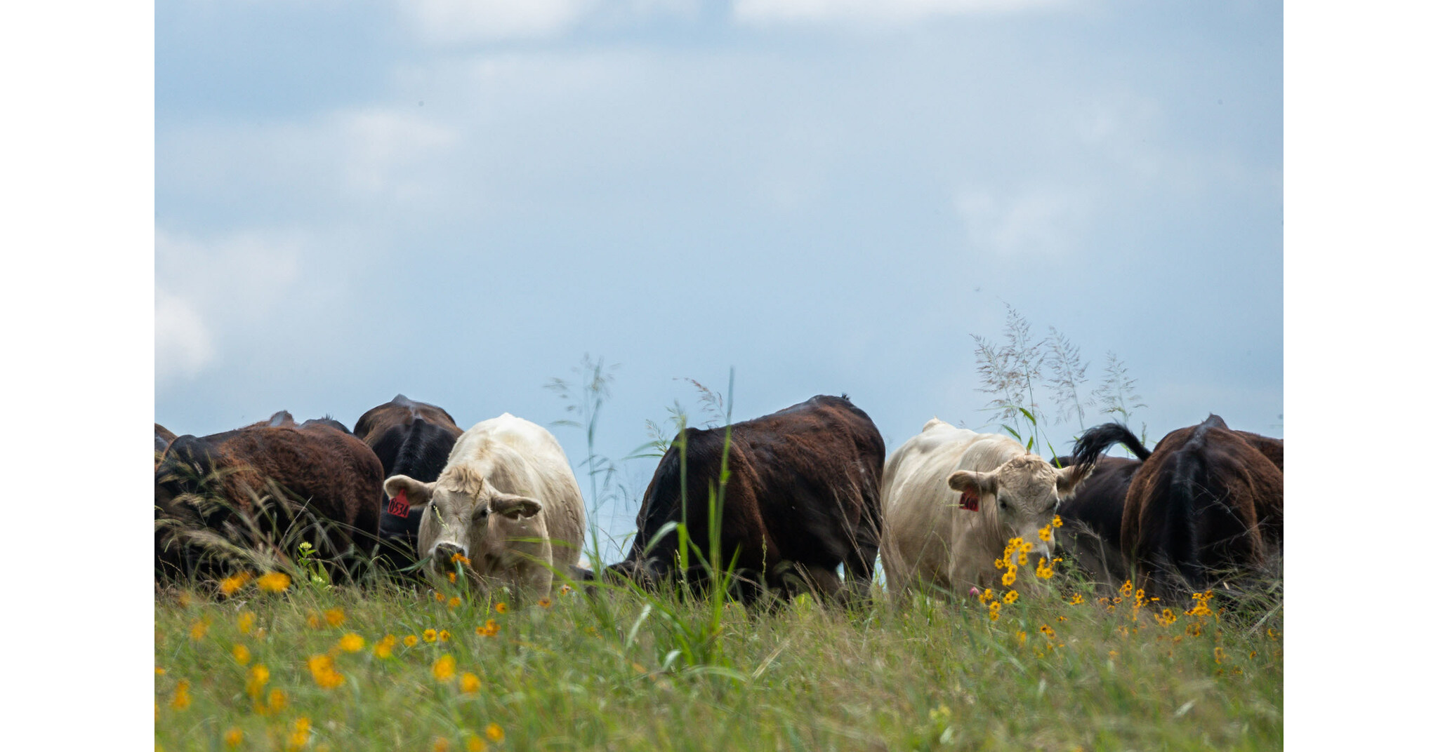 Noble Research Institute Awarded Conservation Grant to Improve Health