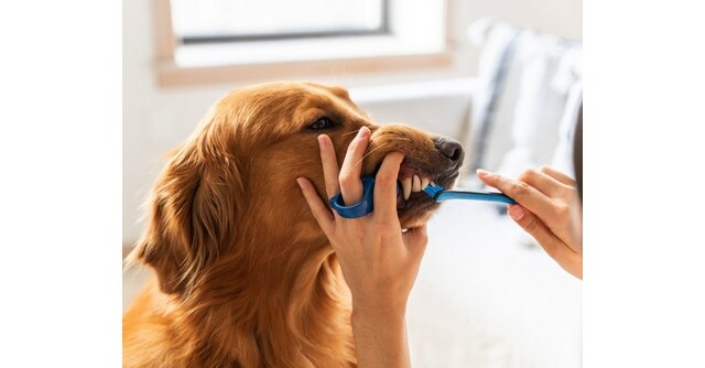 PawReady Named #1 Innovative Grooming Product at SuperZoo 2023