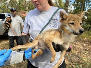 Humane Society of Missouri's Animal Cruelty Task Force Rescues 43 Starving Dogs, Recovers 9 Carcasses, from a Property in Douglas County, Missouri