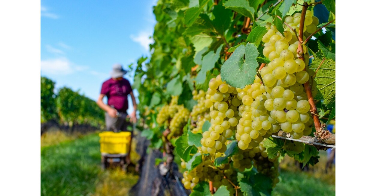 Linganore Winecellars Celebrates a Fruitful 2023 Harvest & New Grape