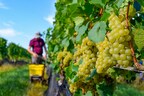 Linganore Winecellars Celebrates a Fruitful 2023 Harvest &amp; New Grape