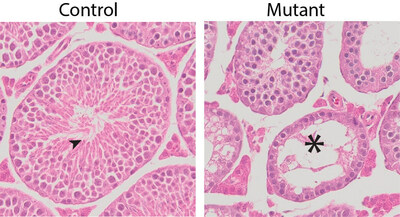 Microscopy images showing normal seminiferous tubules in control testes with mature sperm (black arrow: left) but smaller empty seminiferous tubules in testes harboring a synaptonemal complex protein point mutation (black asterisk: right).