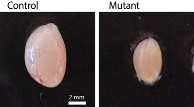 Representative testes from 9-week-old control mice (left) and mice with a point mutation in one synaptonemal complex protein (right).