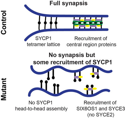 Model of the synaptonemal complex in control and mutant mice. The protein the team investigated (SYCP1) forms normally, and all additional necessary proteins are recruited. In the mutant, SYCP1 localizes to the chromosome axes but does not successfully form the bridge-like structure (head-to-head interactions), and the additional proteins that help keep the bridge intact are either missing or not properly organized.
