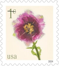 Tulip Blossoms USPS Forever Postage Stamp 5 Books of 20 US First Class  Flower Spring Wedding Holiday Celebrate Announcement Party (100 Stamps) 