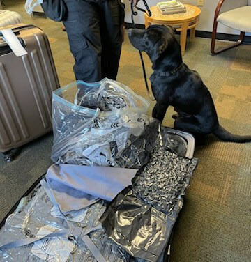 Allied Universal’s MSA narcotics canine Gelsey finds narcotics in "ghost" luggage at major international airport.