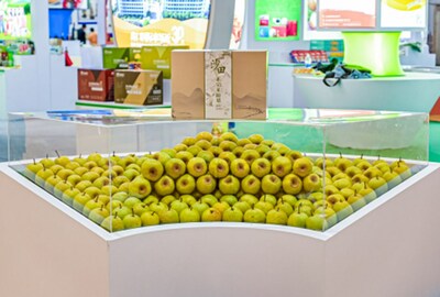 Laiyang pear, the star product in the Laiyang exhibition hall, was particularly eye-catching with its thin skin, abundant juice, and large size. 