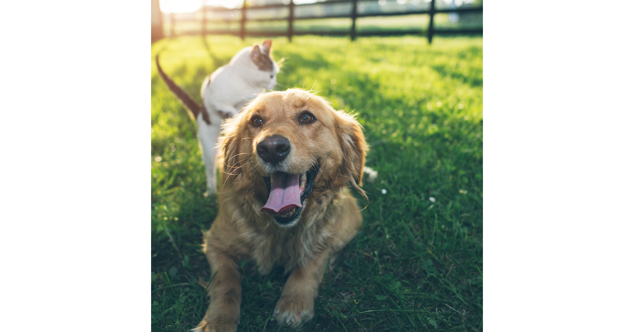 WilburEllis Nutrition Joins Pet Sustainability Coalition To Drive Sustainable Pet Industry