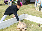 A young Guest pets a giant tortoise at the Second Annual Casey Jones Village Festival Saturday, Oct. 14, 2023.