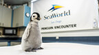 First Emperor Penguin Chick in Over a Decade Hatched at SeaWorld San Diego; Only Place in Western Hemisphere to See These Threatened Species