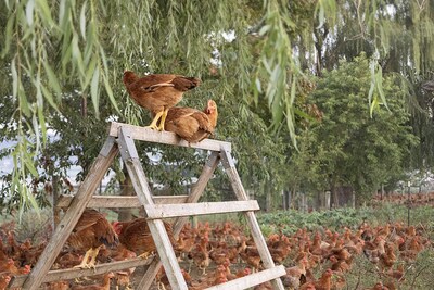 Raised on small Pennsylvania family farms, LaBelle Patrimoine chickens have the highest animal welfare ratings in the industry which results in superior taste and flavor.