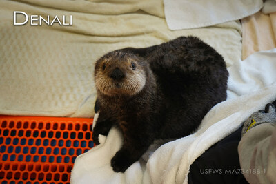 Denali, a 5-month-old orphaned sea otter pup, was found abandoned in an unusual spot for sea otters - 5 miles up a river, on land near Kenai, Alaska. She is now in the care of the Minnesota Zoo receiving around-the-clock care.