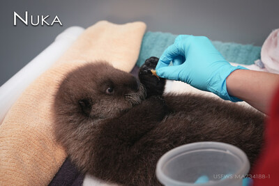 Nuka, a 7-week-old orphaned sea otter pup, receives bits of clam from animal care specialists. Now in the care of the Minnesota Zoo, Nuka will receive around-the-clock care, which includes extensive health monitoring and assistance with eating, grooming, and swimming.