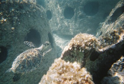A turtle swims through mature growth on Eternal Reefs.