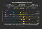 Schematic illustrating the wide spectrum of cannabis aromas reported from a sensory panel for multiple cultivars
