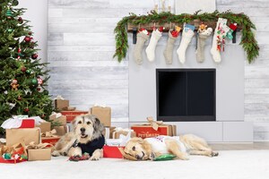 PetSmart Launches Holiday Shop with Everything Pet Parents Need to Make Memories with their Pet and Celebrate the Season Together