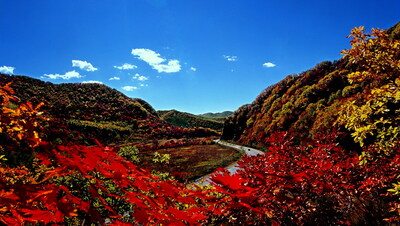 "Chinese Capital of Maple Leaves" Benxi issues "Red Maples Index".