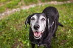 November is Senior Pet Month, Celebrate with 7 Wellness &amp; Mobility Tips from YuMOVE, Joint Supplements for Dogs