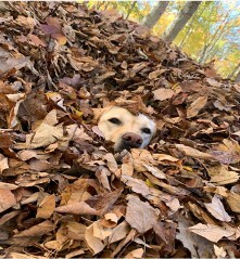 Leaf jumping experts, Stella and Mabel of @DogNamedStella celebrate the season’s joy.