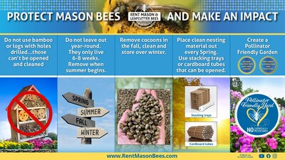 Mason bees play a vital role in pollination, making them indispensable allies for backyard gardeners. Every year millions of bee hotels are purchased for gardens, but they often lack the necessary care and maintenance, threatening the health of the bees. Failing to address this problem can lead to the infestation of bee hotels by predators, presenting a significant danger to mason bee populations. Learn how you can make an impact and help mason bees.