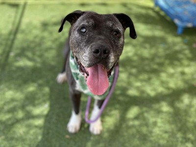 Henri, a sweet and calm adoptable senior dog in Phoenix, Arizona, promises to make a perfect match for those who prefer a relaxed lifestyle. Photo courtesy of Maricopa County Animal Care and Control.