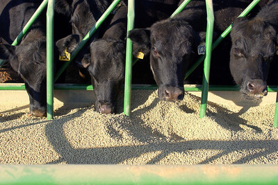Cows eating grain through fence. Credit: Getty Images (CNW Group/World Animal Protection)