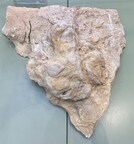 66-million-year-old dinosaur footprint exposed in Colorado clay mine rescued in the nick of time