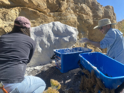 A team led by paleontologist Colton Snyder of History Colorado covers the track with a field jacket before removing it from the vertical rock wall. The plaster jacket provides a protective covering to keep the fossil intact during removal and transfer to a safe location. Photo courtesy of History Colorado/The City of Golden.