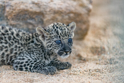 Arabian Leopard Cubs